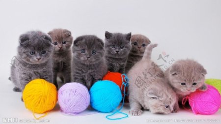 小猫咪和五彩线球图片