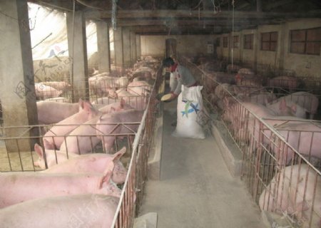 生猪养殖图片
