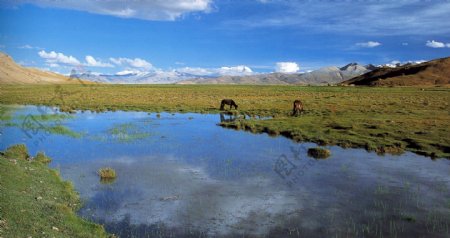 西藏风景马牦牛湖大草园大草地草园蓝天白云图片
