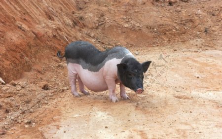 中国名猪陆川猪图片