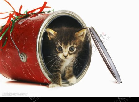 罐头里的小猫图片