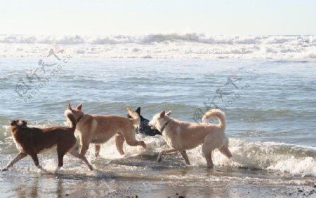 狗海边海滨玩游泳群欢乐四海浪浪花图片