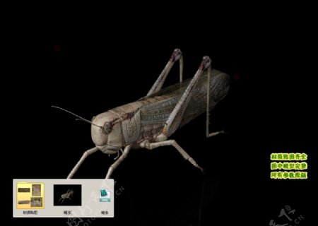 蝗虫蚱蜢蚂蚱老扁担蝈蝈3D三维模型建模图片
