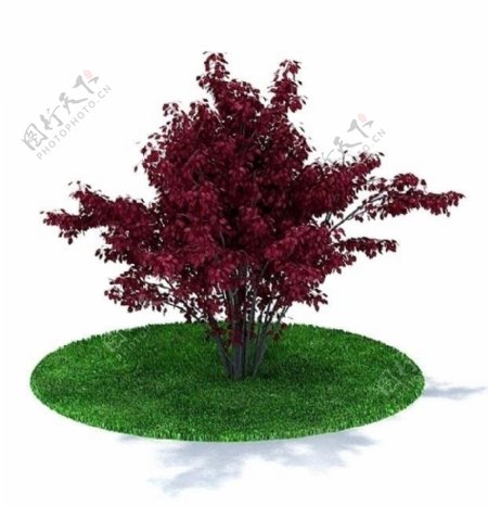 精致绿色树木3D模型图片