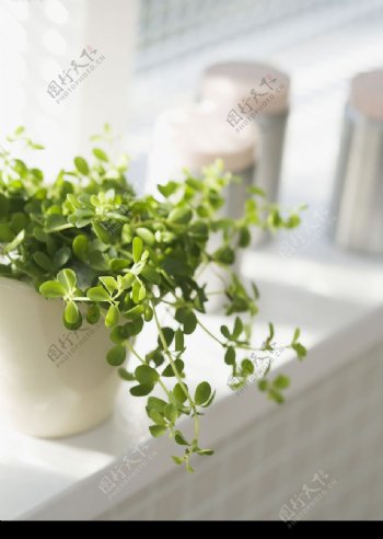 窗台的嫩绿植物图片