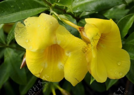 植物花卉绿黄花有条花图片