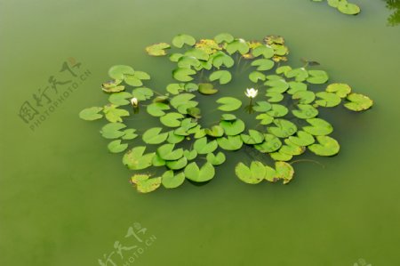 绿色荷塘睡莲图片