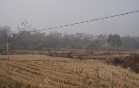 冬季稻田图片
