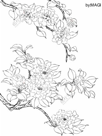 茶花线描图片