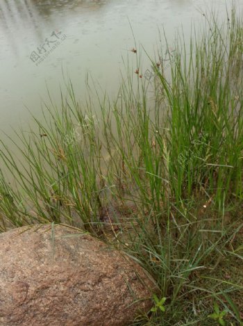 海草湖水石头图片