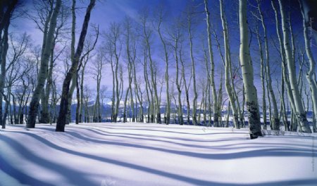 雪地雪山与树林美景图图片
