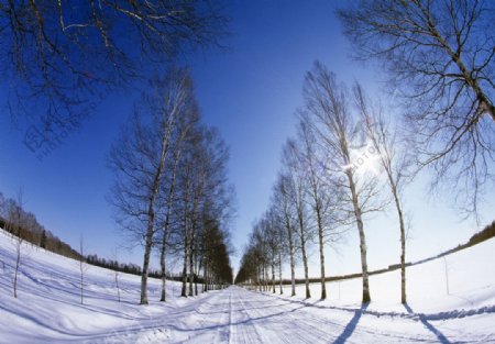 雪地树林马路风景图片