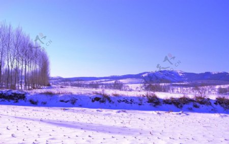 蓝天雪地图片