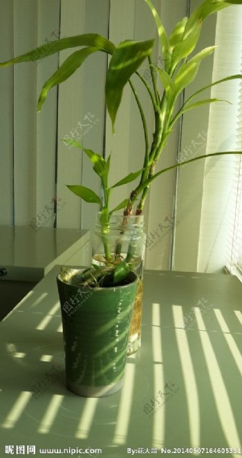 沐浴阳光的小盆栽图片