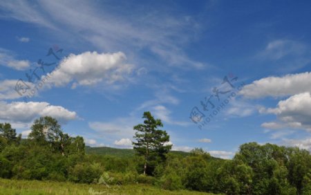 森林蓝天白云图片