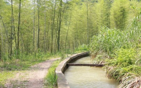 竹林水渠图片