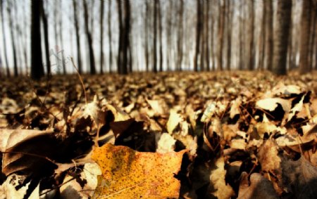 落叶堆积秋色图片
