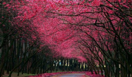 粉红树叶街道图片