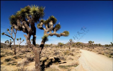 沙漠之树图片