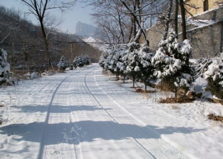 乡间小路雪地阳光图片