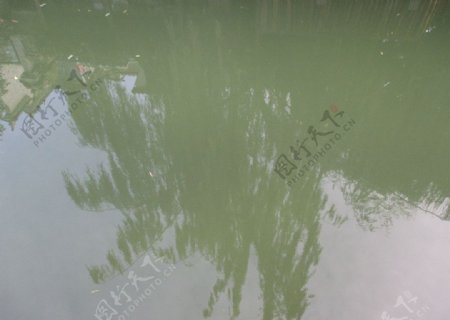 池中倒影图片