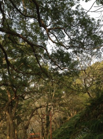 普陀山树林图片