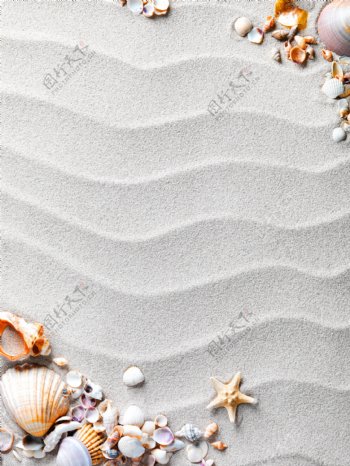 沙滩贝壳海螺图片