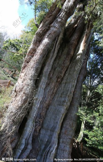 阿里山神木图片
