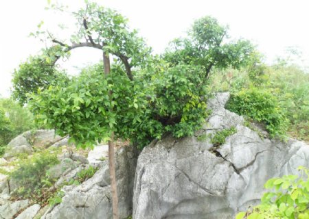 石头中的树图片