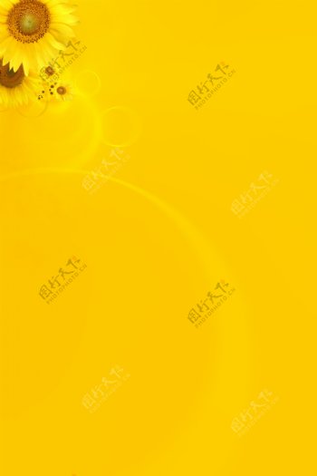 向日葵黄色背景图片
