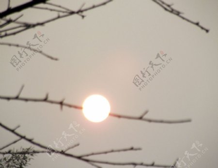 树枝上的太阳图片