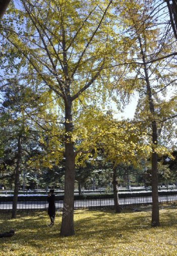北京的银杏树图片