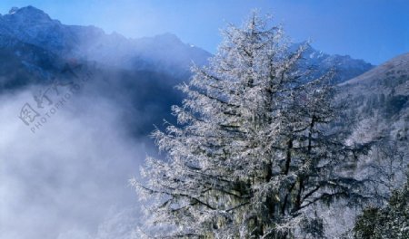 雾凇雪景图片