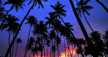 椰岛风情图片