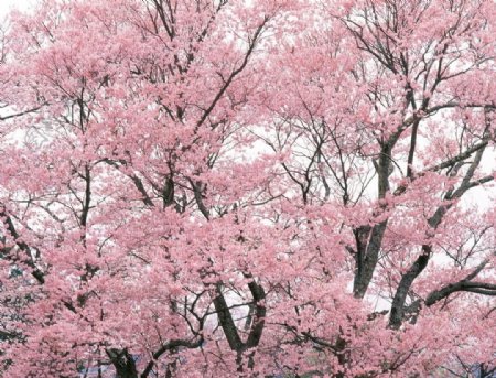 清新野生花卉植物写真树木图片摄影图JPG