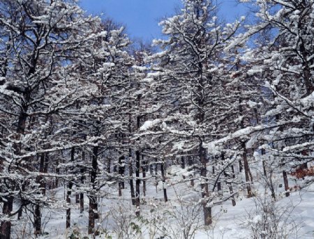 大雪覆盖的森林图片