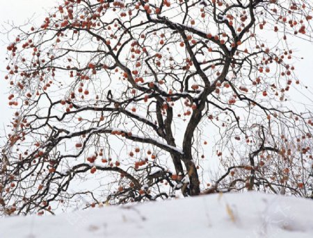 大雪覆盖的果树图片
