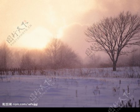 白色冬景薄雾下的树林朝阳图片