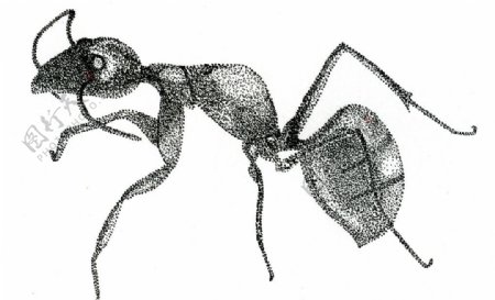 蚂蚁绘画图片