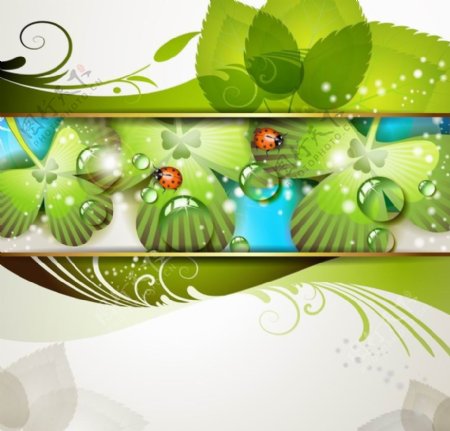绿叶瓢虫水珠水滴绿色生态环保背景图片