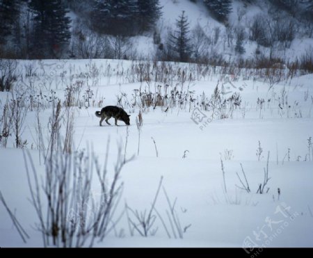 冬景迷人雪原之狼图片