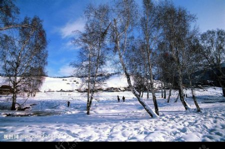 冬景迷人蓝天松树图片