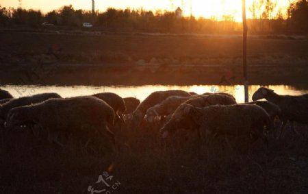 夕阳绵羊大图图片