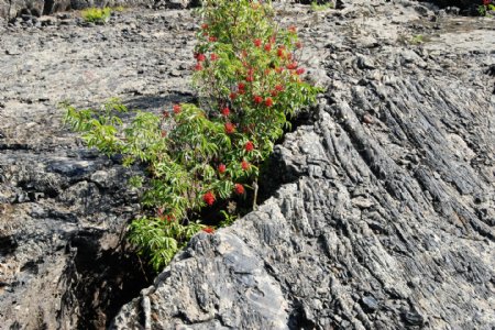 五大连池火山岩植物图片