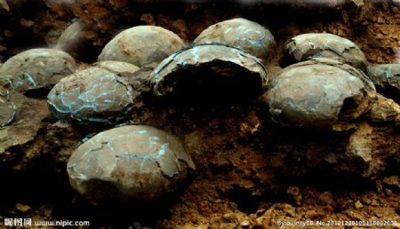 萍乡发现的恐龙蛋图片