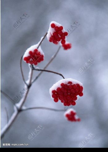 雪中植物果实图片