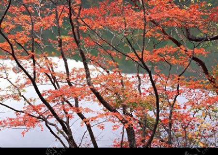 秋天红叶树图片