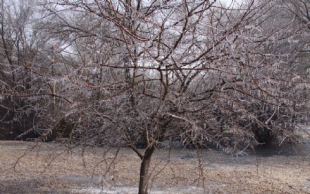 春节后冰树图片