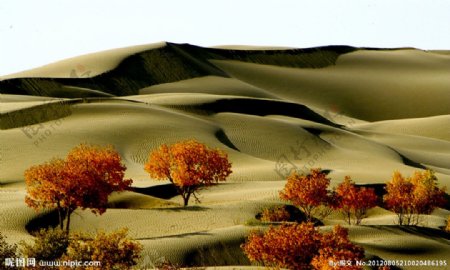 新疆沙漠胡杨图片