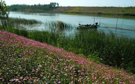 湖畔野花图片
